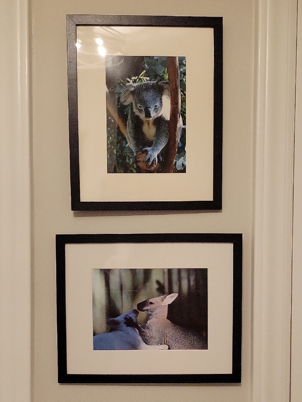 Set of 2 Black Framed 10" × 8" Wildlife Prints - Koala & Wallaby